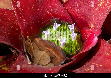 Sydney Australia, foglie rosa e vasca con fiori di una bromeliade arrossante Foto Stock