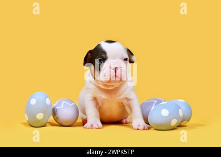 Cucciolo di cane Bulldog francese con uova di Pasqua viola su sfondo giallo Foto Stock