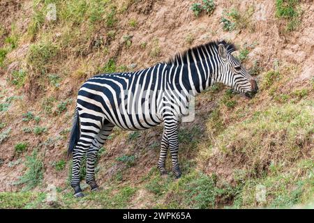 Zebra di Crawshay (Equus quagga crawshayi) che pascolano su un argine nel Parco Nazionale del Luangwa meridionale in Zambia, Africa meridionale Foto Stock