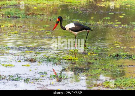 Cicogna a sella maschile (Ephippiorhynchus senegalensis) che si nutre nel Parco nazionale del Luangwa meridionale in Zambia, Africa meridionale Foto Stock