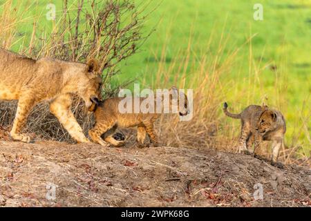 Una leonessa (Panthera leo) con i suoi due cuccioli che camminano nel South Luangwa National Park nello Zambia, nell'Africa meridionale Foto Stock