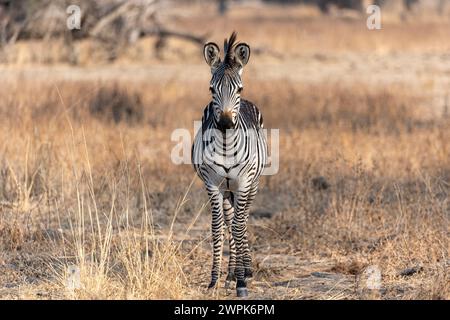 Una zebra di Crawshay (Equus quagga crawshayi) in piedi a testa alta nel Parco Nazionale del Luangwa del Sud in Zambia, Africa meridionale Foto Stock