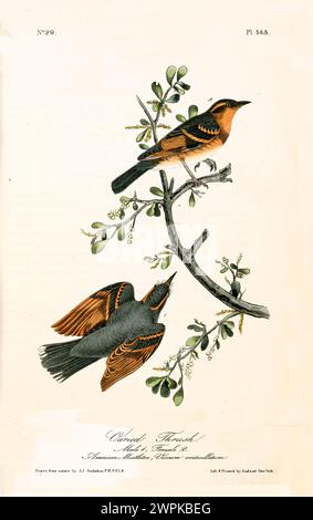 Vecchia illustrazione incisa di varie trush (Ixoreus naevius). Creato da J.J. Audubon: Birds of America, Philadelphia, 1840 Foto Stock