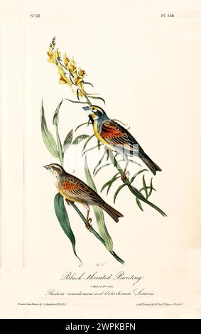 Vecchia illustrazione incisa del grappolo della gola nera (Spiza americana). Creato da J.J. Audubon: Birds of America, Philadelphia, 1840 Foto Stock