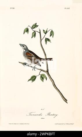 Vecchia illustrazione incisa del bunting di Towsend (?). Creato da J.J. Audubon: Birds of America, Philadelphia, 1840 Foto Stock