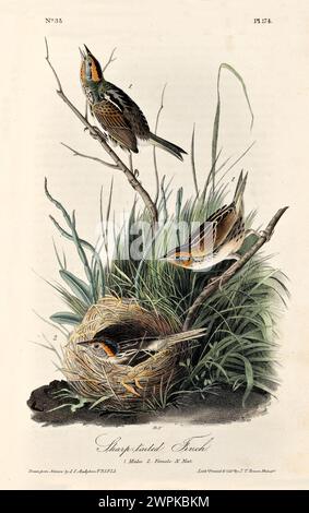 Vecchia illustrazione incisa del finch dalla coda affilata (Ammospiza caudacuta). Creato da J.J. Audubon: Birds of America, Philadelphia, 1840 Foto Stock