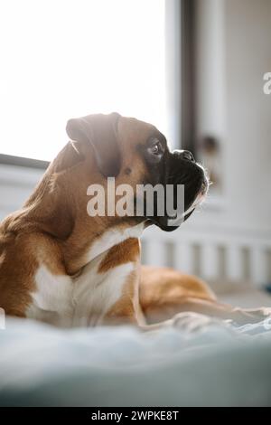 Giovane e carino cane tedesco da pugile sdraiato a letto e con lo sguardo lontano Foto Stock
