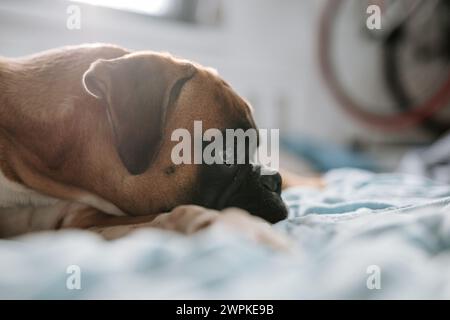 Giovane e carino cane tedesco da pugile sdraiato a letto e con lo sguardo lontano Foto Stock