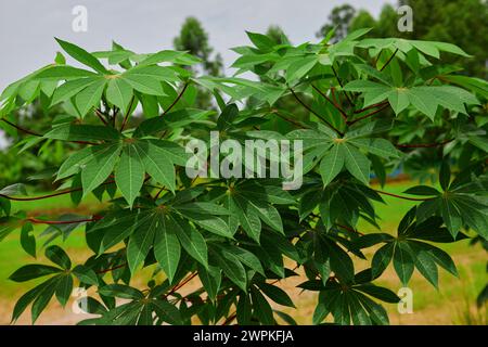 L'albero di manioca cresce nelle piantagioni Foto Stock