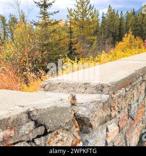 Un piccolo Chipmunk si trova su una recinzione di roccia che si affaccia sugli alberi Foto Stock