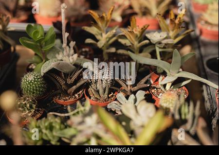 File di piccoli cactus e piante succulente in vendita in un deposito di piante Foto Stock