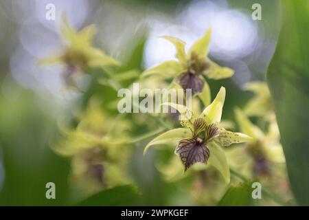 Primo piano di Dendrobium macrophyllum orc giallo chiaro e Bordeaux Foto Stock