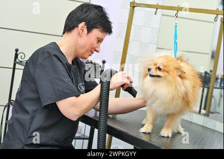 Il tosaerba asciuga i capelli di un cane della Pomerania con un asciugacapelli dopo il bagno in un salone specializzato Foto Stock