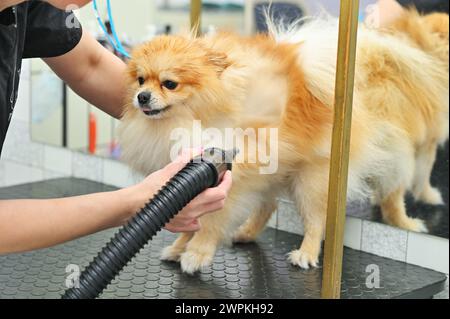 Il tosaerba asciuga i capelli di un cane della Pomerania con un asciugacapelli dopo il bagno in un salone specializzato Foto Stock