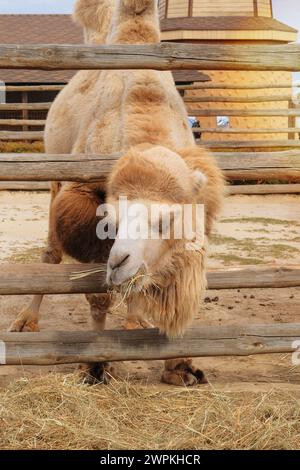 Cammello che mangia fieno allo zoo. I cammelli possono sopravvivere per lunghi periodi senza cibo o bevande, principalmente utilizzando le riserve di grasso nelle loro gobbe. Mantenere la natura Foto Stock