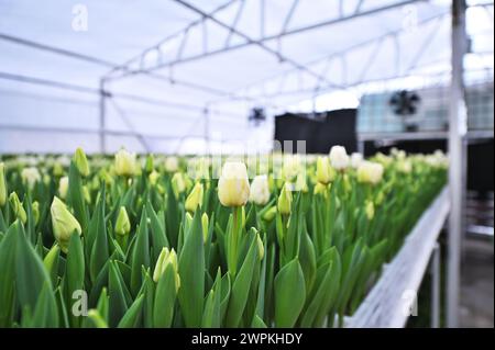 tulipani verdi e gialli a forma di peonia in una serra sullo sfondo di apparecchiature agro-industriali. Festival di primavera Foto Stock