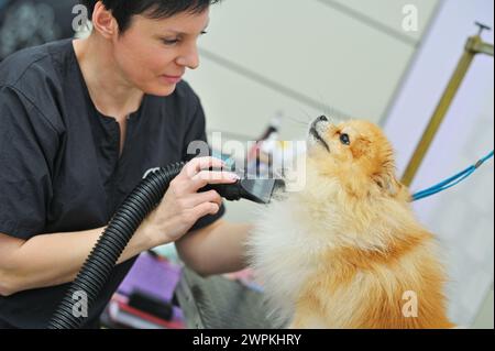 Il tosaerba asciuga i capelli di un cane della Pomerania con un asciugacapelli dopo il bagno in un salone specializzato Foto Stock