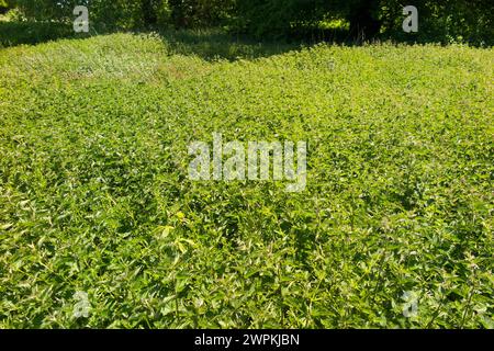 Un campo lussureggiante di ortiche fresche e verdi, foglie di ortica, piante in crescita nel sole estivo di giugno. Oxfordshire. REGNO UNITO. Erbacce o colture.(134) Foto Stock