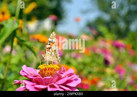 Primo piano della farfalla sullo Zinnia al prato in estate Foto Stock