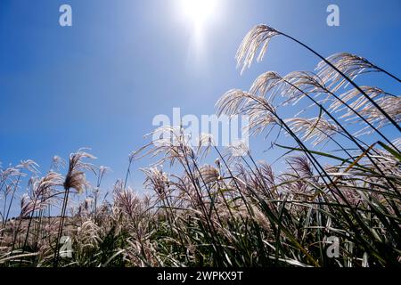 Erba d'argento, un'attrazione turistica che cresce in autunno sul picco di Saebyeol Oreum, sull'isola di Jeju, sulla Corea del Sud, in Asia Foto Stock