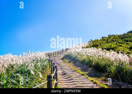 Erba d'argento, un'attrazione turistica che cresce in autunno sul picco di Saebyeol Oreum, sull'isola di Jeju, sulla Corea del Sud, in Asia Foto Stock