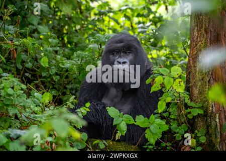 Un gorilla di montagna Silverback, un membro della famiglia Agasha sulle montagne del Parco Nazionale di Volcanos, Ruanda, Africa Copyright: SpencerxClark 1320- Foto Stock