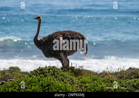 Struzzo nella riserva naturale del Capo di buona speranza, città del Capo, Penisola del Capo, Sudafrica, Africa Foto Stock