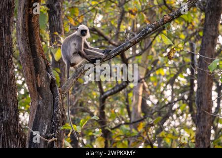 Langur dai piedi neri - Semnopithecus hypoleucos, splendido primate popolare proveniente dalle foreste e dai boschi dell'Asia meridionale, riserva delle tigri di Nagarahole, India. Foto Stock