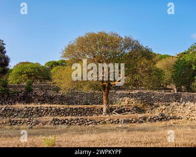 Rovine di un antico insediamento vicino al villaggio di Nikia, all'isola di Nisyros, al Dodecaneso, alle isole greche, alla Grecia, Europa Foto Stock