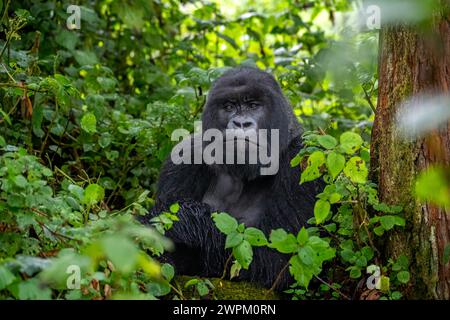Un gorilla di montagna Silverback, un membro della famiglia Agasha sulle montagne del Parco Nazionale Volcanos, Ruanda, Africa Foto Stock