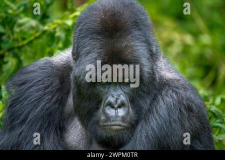 Un gorilla di montagna Silverback, un membro della famiglia Agasha sulle montagne del Parco Nazionale Volcanos, Ruanda, Africa Foto Stock