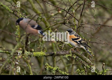 Brambling (Fringilla montifringilla) maschio con Bullfinch femmina (Pyrrrhula pyrrhula) in background Norfolk marzo 2024 Foto Stock