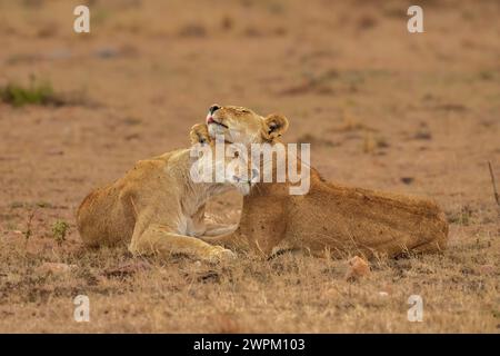 Due leoni (Panthera leo), che si abbracciano a vicenda nel Maasai Mara, Kenya, Africa orientale, Africa Foto Stock