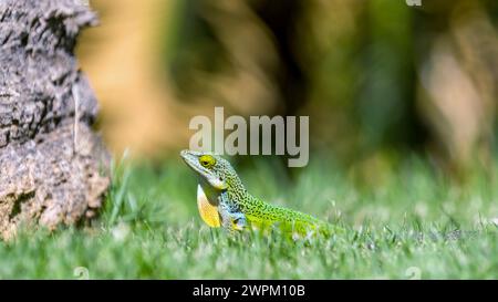 Antiguan Anole Lizard (Anolis Leachii), Bermuda, Nord Atlantico, Nord America Foto Stock