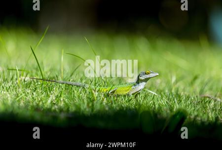 Antiguan Anole Lizard (Anolis Leachii), Bermuda, Nord Atlantico, Nord America Foto Stock