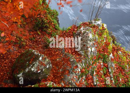 Bosco in autunno vicino a Rogie Falls, Ross-shire, Highlands, Scozia, Regno Unito, Europa Foto Stock