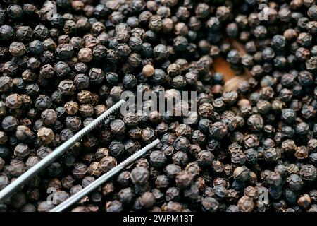 Famoso peperone nero Kampot, uno dei migliori peperoni al mondo, Pepper Farm, KEP, Cambogia, Indocina, sud-est asiatico, Asia Foto Stock