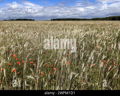 Campo di grano con papaveri in Eure, Normandia, Francia, Europa Foto Stock