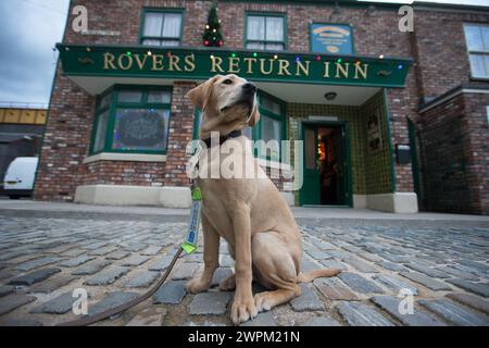 10/11/15 ***FOTO GRATUITA PER USO EDITORIALE*** Clover Outside the Rovers Return. ITV This Morning's Guide Dog cucciolo, Clover, esplora il set e incontra Foto Stock