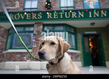 10/11/15 ***FOTO GRATUITA PER USO EDITORIALE*** Clover Outside the Rovers Return. ITV This Morning's Guide Dog cucciolo, Clover, esplora il set e incontra Foto Stock