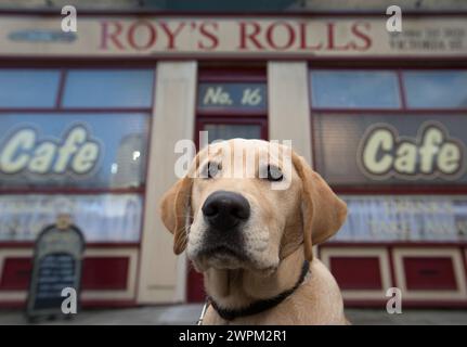 10/11/15 ***FOTO GRATUITA PER USO EDITORIALE*** Clover fuori Roy's Rolls. ITV This Morning's Guide Dog cucciolo, Clover, esplora il set e ne incontra alcuni Foto Stock