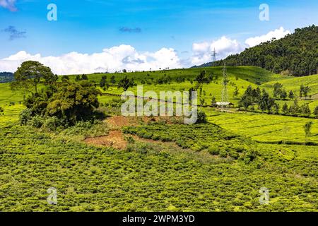 Tenuta di tè nella provincia occidentale, Ruanda, Africa Copyright: Godong 809-8911 Foto Stock