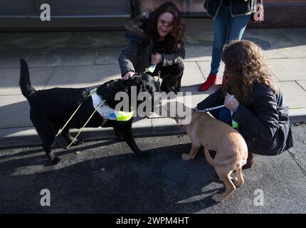 10/11/15 ***FOTO GRATUITA PER USO EDITORIALE*** ITV This Morning's Guide Dog cucciolo, Clover, esplora il set e incontra alcuni del cast di Coronation St Foto Stock