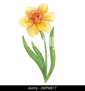 Narcidio giallo. Acquerello illustrazione disegnata a mano dei fiori primaverili del giardino. Clipart su sfondo bianco per biglietti d'auguri, inviti di nozze, p Foto Stock