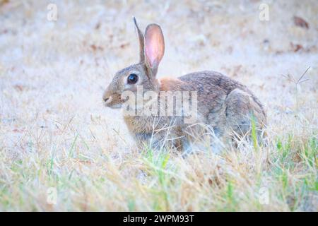 Un coniglio selvatico, Oryctolagus cuniculus, seduto su erba secca in Australia. Sono diventati una specie introdotta invasiva in tutto il continente. Foto Stock