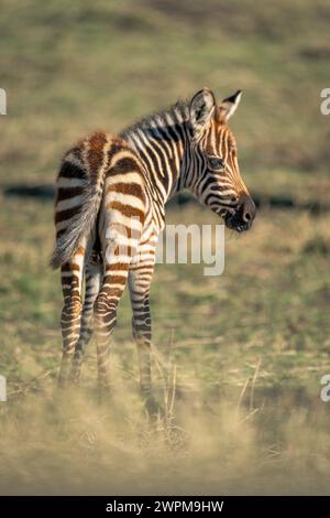 Plains zebra foal si erge guardando dietro le spalle Foto Stock