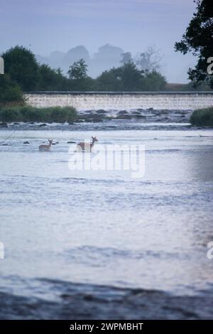 24/08/16. Quando l'alba si rompe sopra la tenuta di Chatsworth, i cervi a riposo si raffreddano nel fiume Derwent mentre scorre attraverso il Derbyshire Peak District davanti Foto Stock