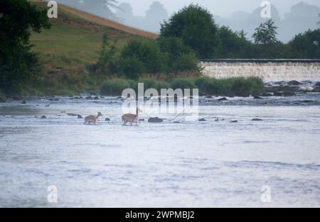 24/08/16. Quando l'alba si rompe sopra la tenuta di Chatsworth, i cervi a riposo si raffreddano nel fiume Derwent mentre scorre attraverso il Derbyshire Peak District davanti Foto Stock