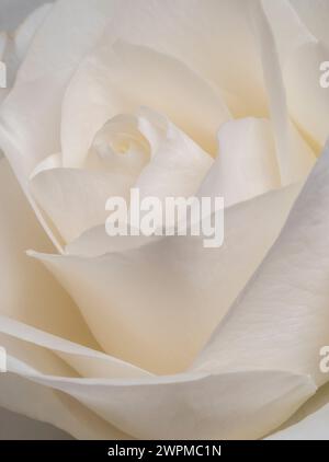 Primo piano dei petali centrali di una rosa bianca. Foto Stock