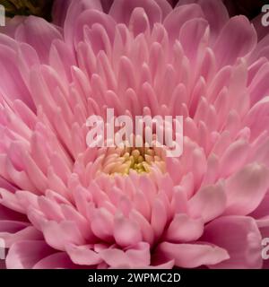 Primo piano dei petali centrali di un fiore di crisantemo rosa Foto Stock